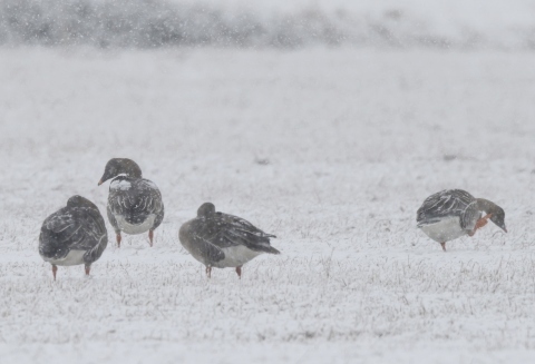 淡雪と鳥たち_a0152663_17215535.jpg