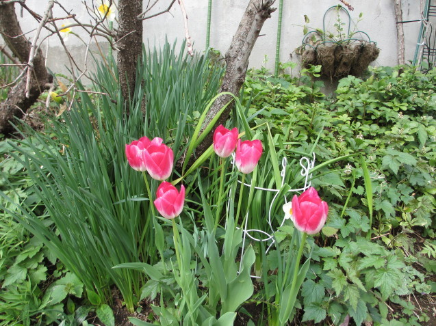 萌える春の庭（２）_a0243064_07355309.jpg