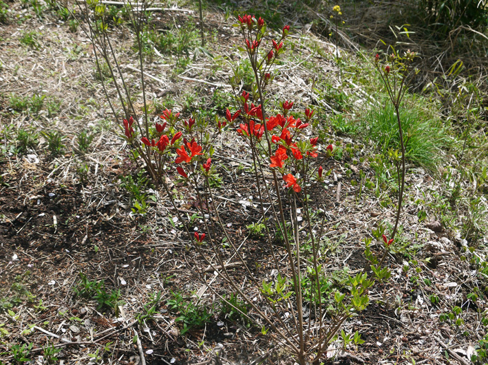 六国見山展望台周辺のヤマツツジ開花＆山桜ほぼ満開4・12_c0014967_2141110.jpg