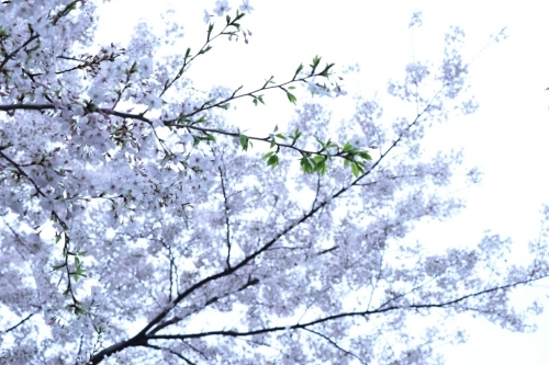 a0314368_00503225.jpg