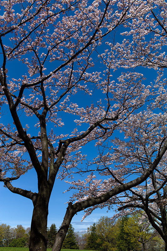 青空の下、これぞ満開_a0261169_14362664.jpg