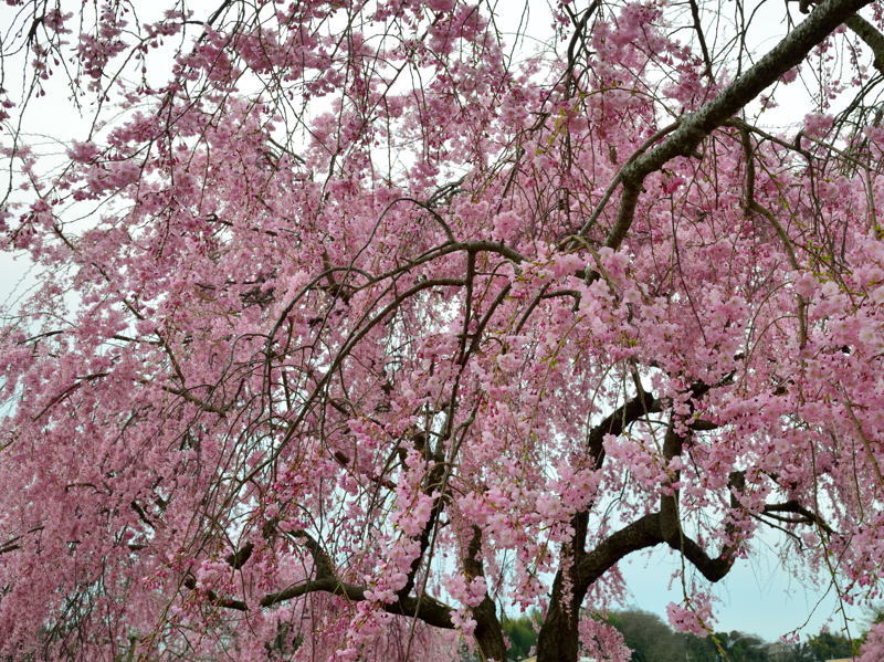 2017北播磨の桜＠加東市千鳥川編_a0341170_16214348.jpg