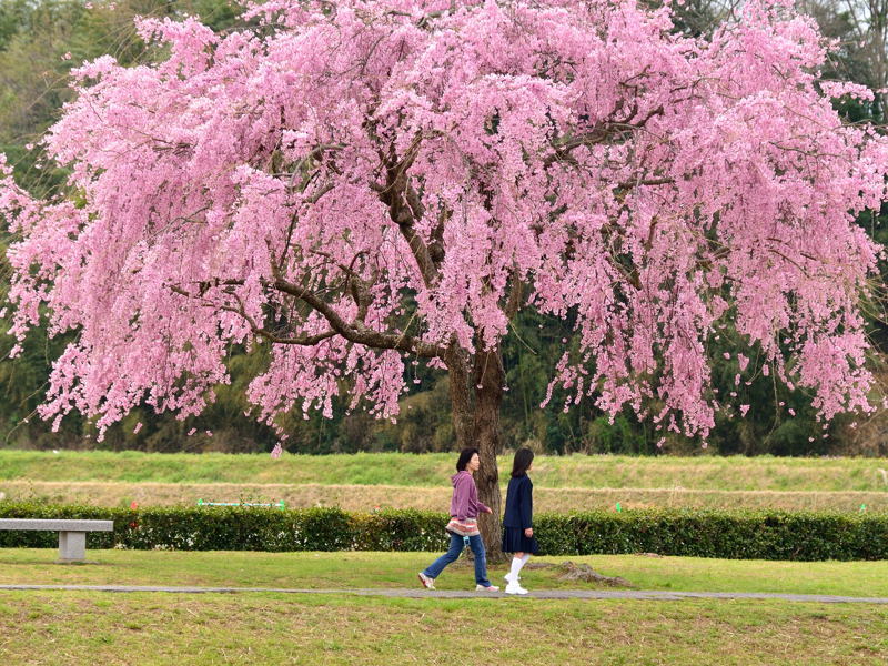 2017北播磨の桜＠加東市千鳥川編_a0341170_16252518.jpg