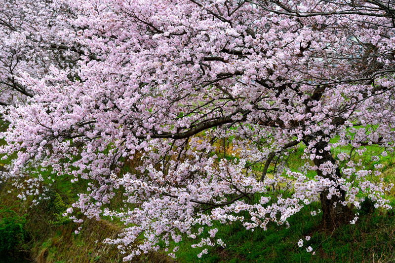 2017北播磨の桜＠加東市千鳥川編_a0341170_16301225.jpg