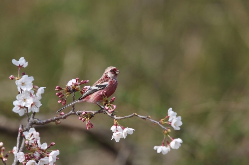 桜にベニマシコ_e0330871_22364440.jpg