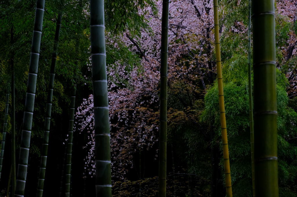 雨上がり、竹林散歩_f0323171_07330507.jpg