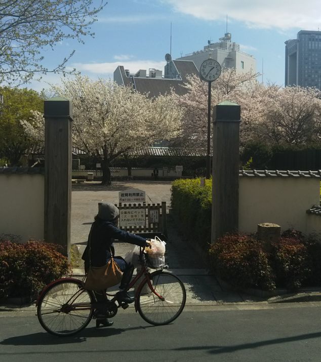 今年の桜_e0007273_20411450.jpg