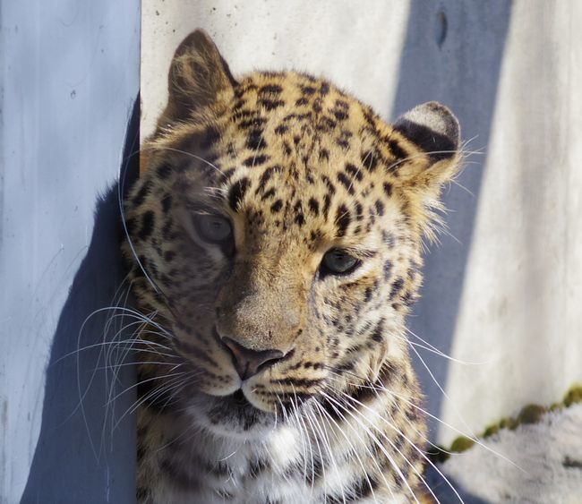 3月11日の旭山動物園と動物園の役割_b0014576_00023251.jpg