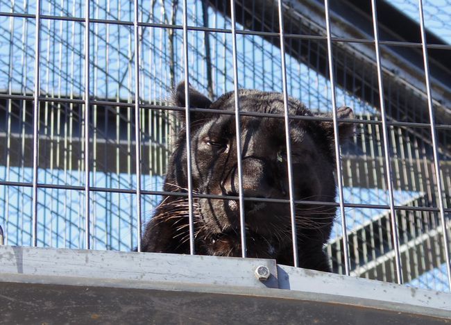 3月11日の旭山動物園と動物園の役割_b0014576_00034536.jpg