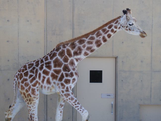 3月11日の旭山動物園と動物園の役割_b0014576_00094511.jpg