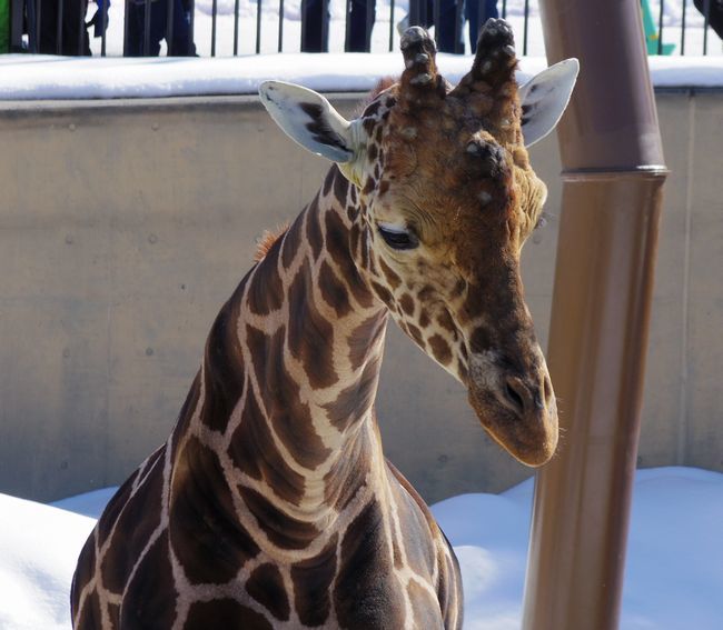 3月11日の旭山動物園と動物園の役割_b0014576_00095089.jpg