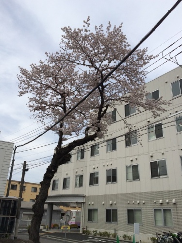 当院の桜が満開です！！_b0324976_12511169.jpg