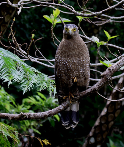 カンムリワシ成鳥と幼鳥　　石垣島の野鳥たちー８_b0227680_18401598.jpg