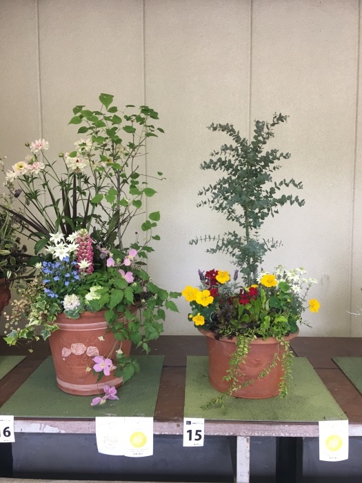 『寄植えの芸術展』作品のご紹介 3_a0317581_23565724.jpg