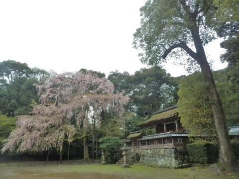 ◆雨の京都・・・醍醐の桜と粟田山荘、京都モダンテラスへ_e0154682_16205559.jpg