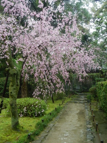 ◆雨の京都・・・醍醐の桜と粟田山荘、京都モダンテラスへ_e0154682_16290511.jpg