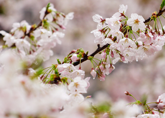 雨の日の桜_e0156083_09293734.jpg