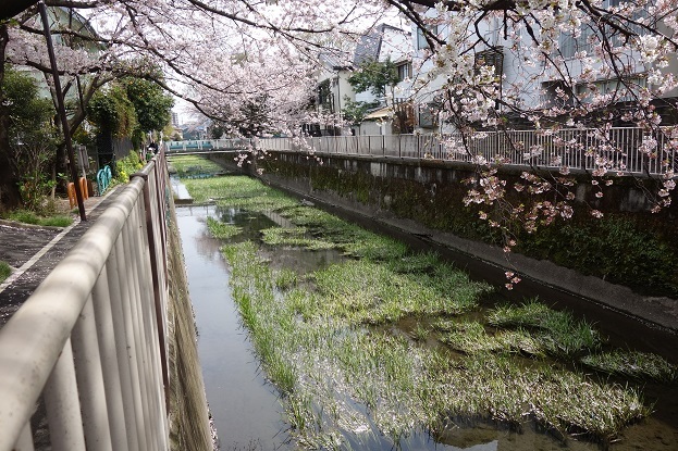 善福寺川01-善福寺池_d0183387_14415386.jpg