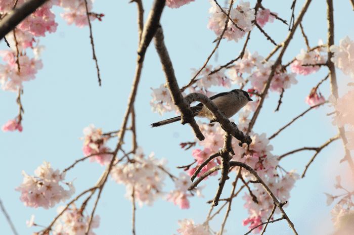 名残りのお花見　＜柄長・四十雀　他＞_e0248688_18362539.gif