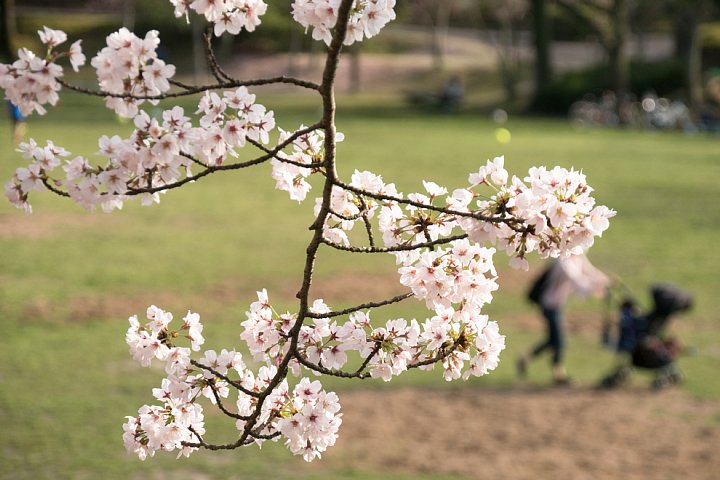 桜満開の遅い午後_d0353489_20494873.jpg