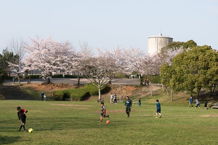 桜満開の遅い午後_d0353489_20502457.jpg