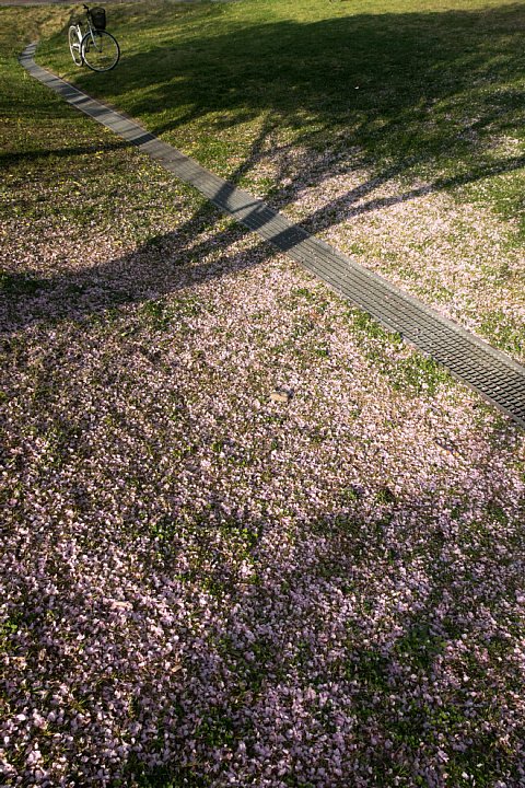 桜満開の遅い午後_d0353489_20504082.jpg