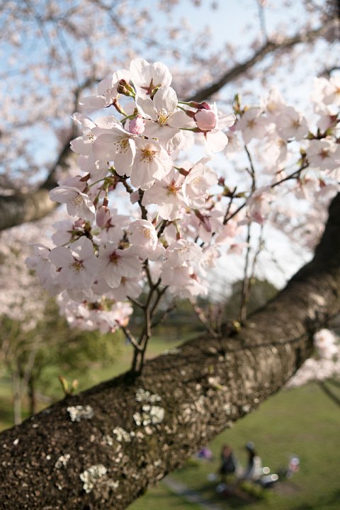 桜満開の遅い午後_d0353489_2050856.jpg