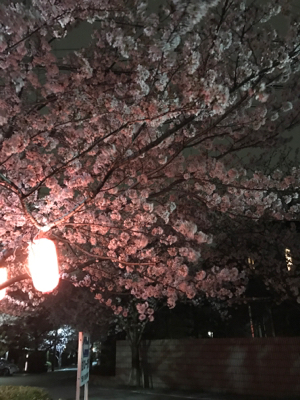 夜桜ウォーク_a0152391_10392948.jpg