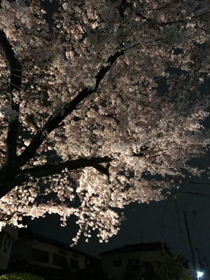 夜桜ウォーク_a0152391_10393032.jpg