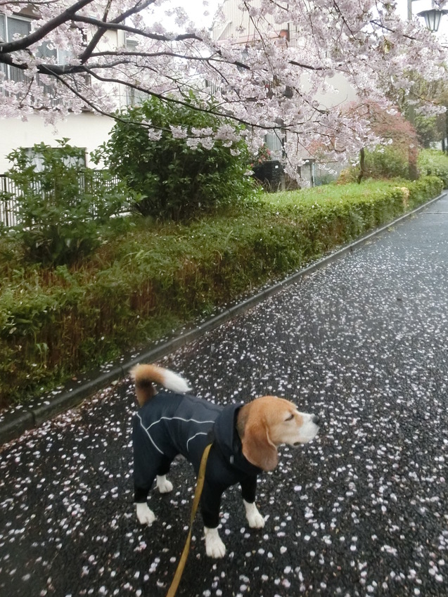 雨の被害とその賠償・・・_a0319693_822887.jpg