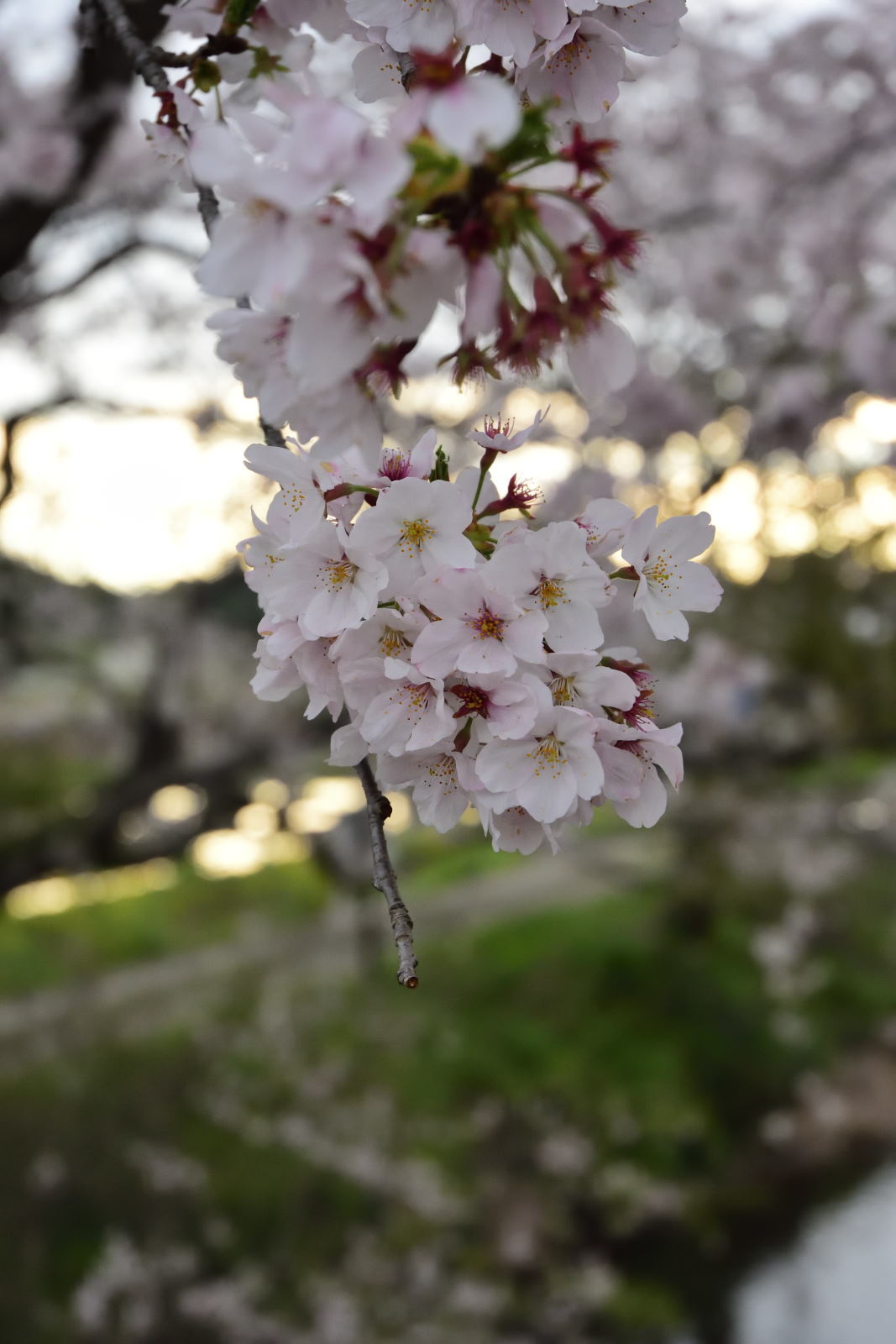 今井の桜　4月12日_f0166997_22485202.jpg