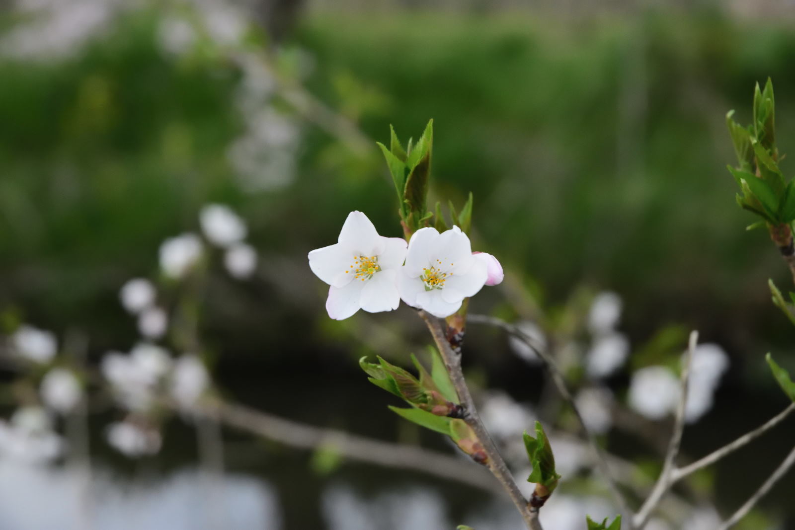 今井の桜　4月12日_f0166997_22492706.jpg