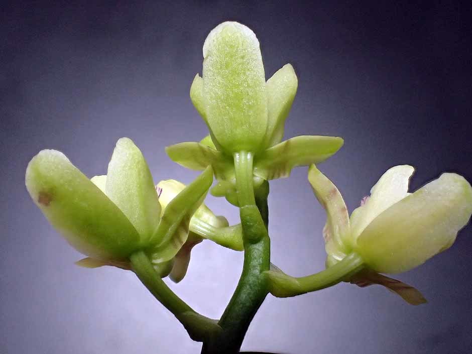 ナゴランの花 : 富貴蘭チャンネル
