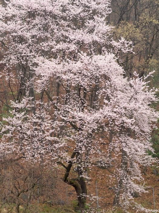 無名な桜との出会い_f0224100_21493262.jpg