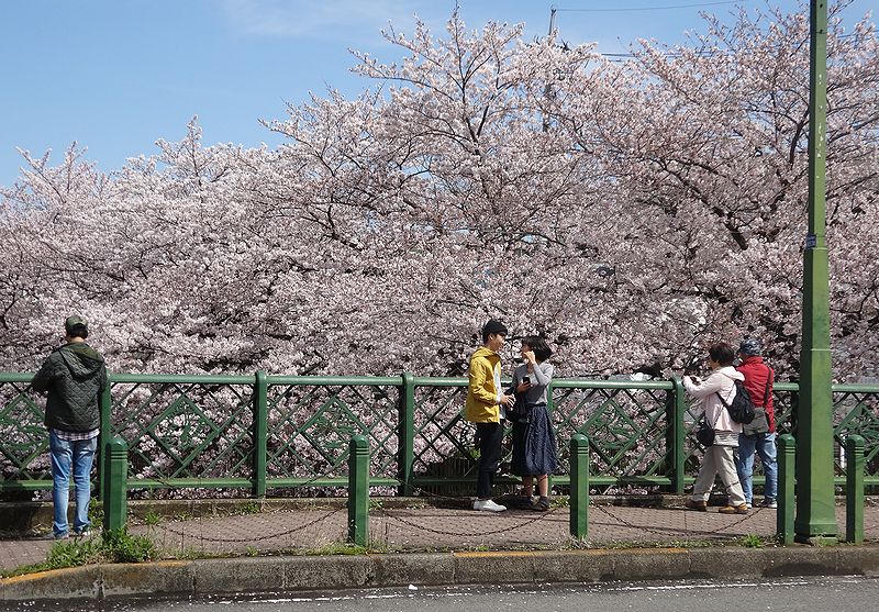 桜、これでもか！_b0050301_19551598.jpg