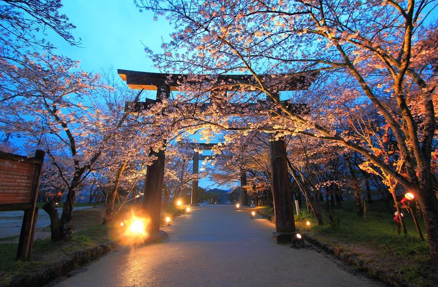 竈門神社の桜のライトアップ 福岡県太宰府市 九州ロマンチック街道 竈門神社の桜のライトアップ 福岡県太宰府市 九州ロマンチック街道