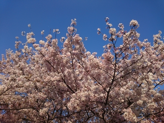 青空に映えた桜_e0289203_22173463.jpg