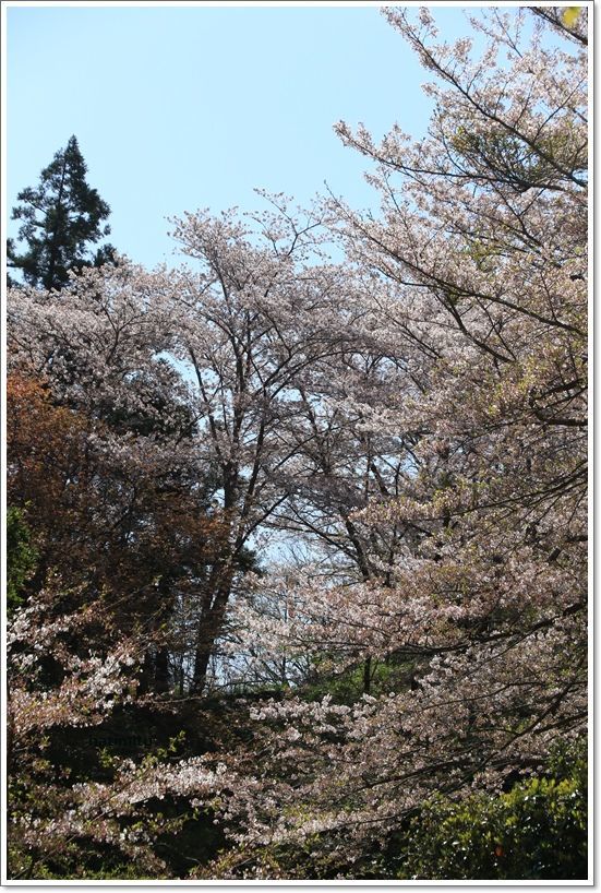 大森山公園の桜_a0057905_20400379.jpg