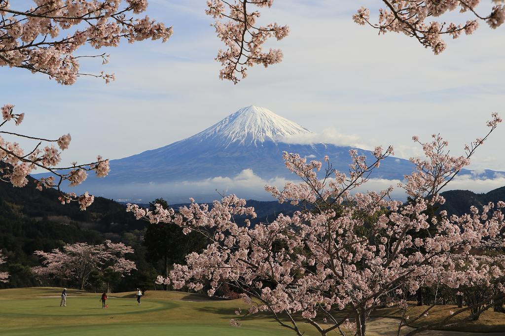 富嶽カントリーの桜2017～Ⅰ_a0188405_18525315.jpg