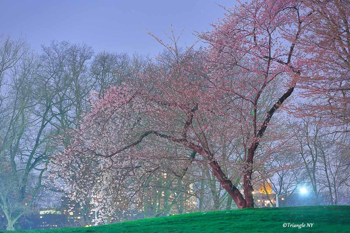 静寂の夜桜_a0274805_23411090.jpg