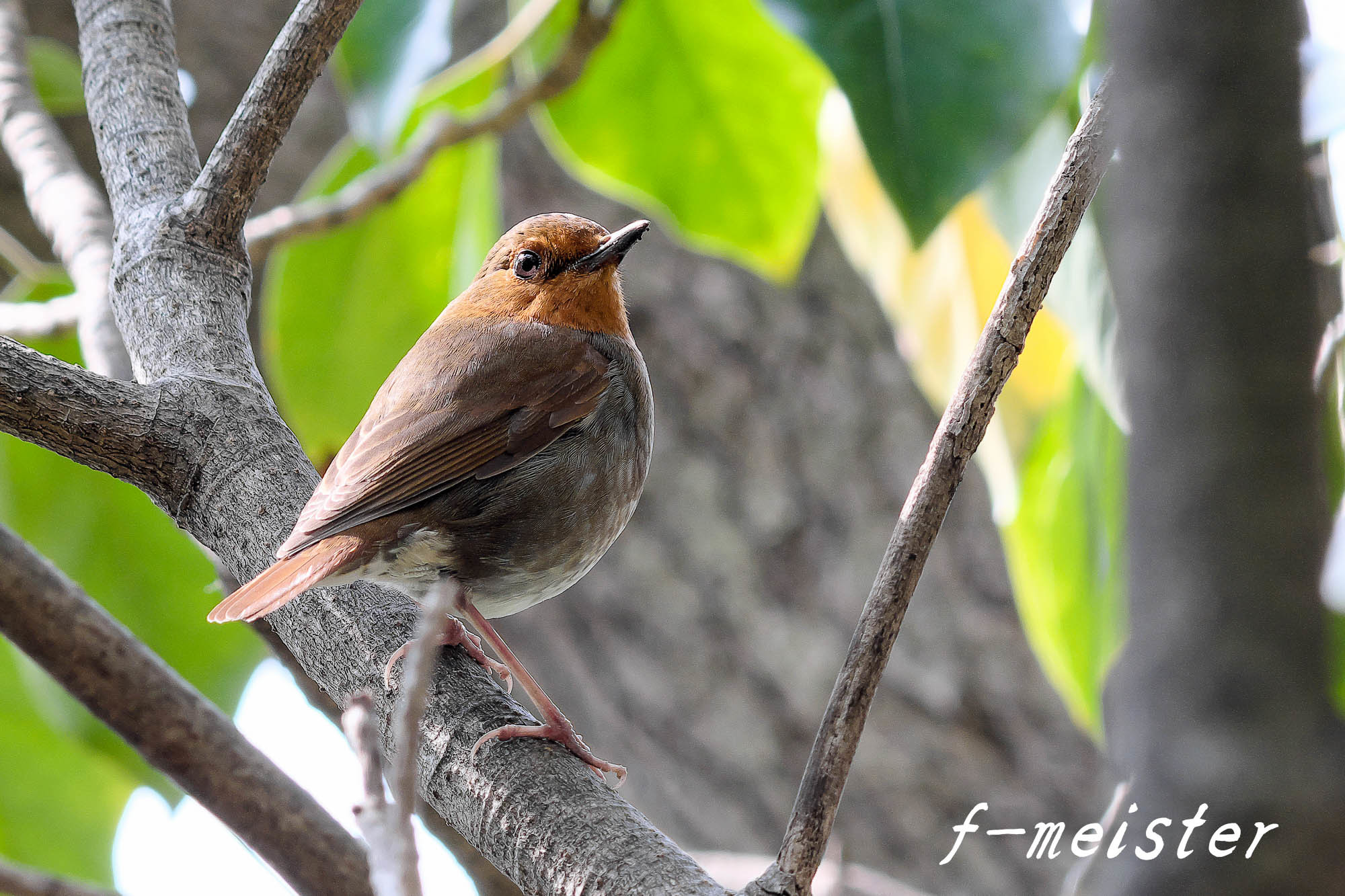 春のトップバッターはコマドリさん(2017年4月9日)_d0359405_22570373.jpg