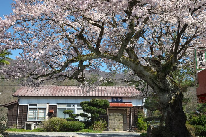 満開　桜駅（芸備線高駅）_c0248507_21391334.jpg