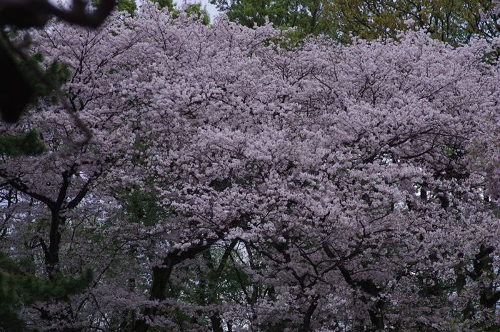 b0151409_20461332.jpg
