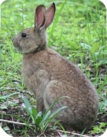 野うさぎ。 : 宮崎県門川町 熊野農園