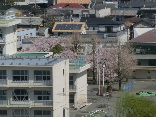 桜がやっと満開 でも今日あたりから「落花盛ん」?_f0141310_07553366.jpg
