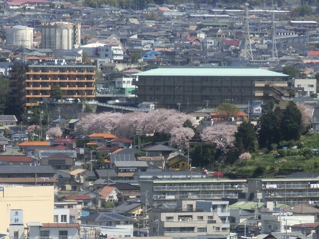 桜がやっと満開 でも今日あたりから「落花盛ん」?_f0141310_07554021.jpg
