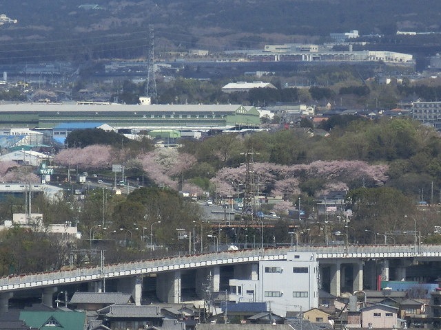 桜がやっと満開 でも今日あたりから「落花盛ん」?_f0141310_07554746.jpg