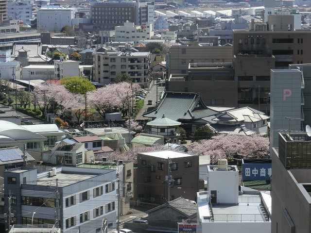 桜がやっと満開 でも今日あたりから「落花盛ん」?_f0141310_07555595.jpg