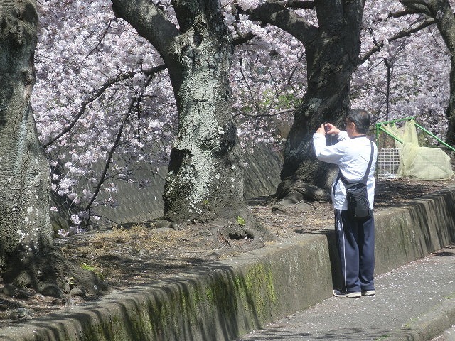桜がやっと満開 でも今日あたりから「落花盛ん」?_f0141310_07561760.jpg