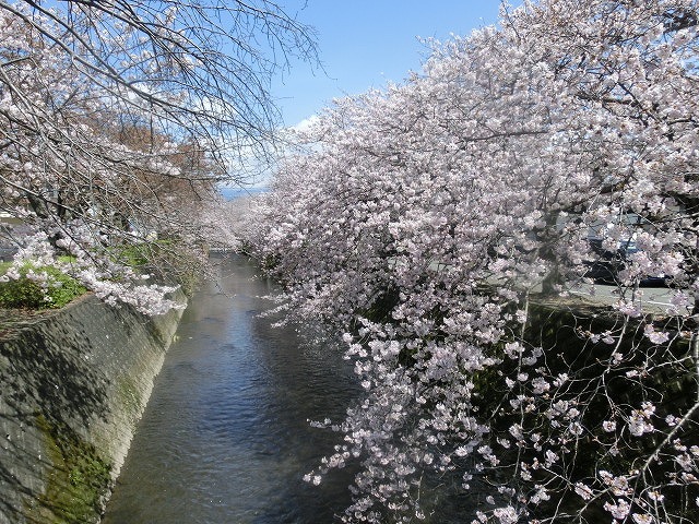 桜がやっと満開 でも今日あたりから「落花盛ん」?_f0141310_07562654.jpg